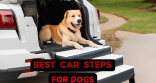 car-pet-accessories-a-guide-to-keeping-furry-friends-safe-comfortable
